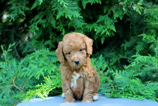 puppy, for, sale, Mini Golden Doodle F1, Matthew B. Stoltzfus, dog, breeder, Gap, PA, dog-breeder, puppy-for-sale, forsale, nearby, find, puppyfind, locator, puppylocator, aca